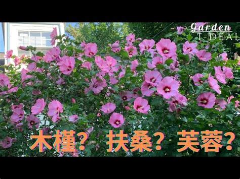 芙蓉擺放位置|風水師揭秘：芙蓉擺放位置有講究